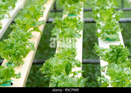 Kopfsalat wächst in organischen hydroponic Gemüsefarm Gewächshaus Stockfoto