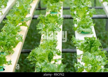 Kopfsalat wächst in organischen hydroponic Gemüsefarm Gewächshaus Stockfoto
