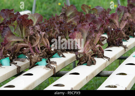 Close-up red oak Organische mit weißen Fach hydroponics Gemüsefarm in Gewächshaus für Gesundheit Markt. Stockfoto