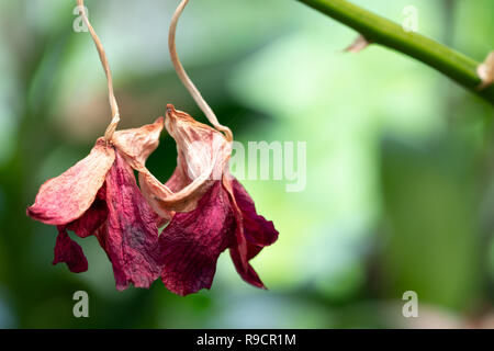 Close Up Orchidee Blumen welken (tot) auf Baum Stockfoto