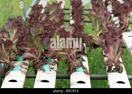 Close-up red oak Organische mit weißen Fach hydroponics Gemüsefarm in Gewächshaus für Gesundheit Markt. Stockfoto