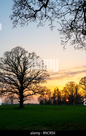 Quercus robur. Winter Sonnenuntergang Eiche in der englischen Landschaft. Könige Sutton, Northamptonshire. Großbritannien Stockfoto