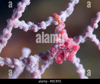 Pygmy Seepferdchen Hippocampus Bargibanti. auf Muricella sp. gogorian Meer Ventilator @ Kap Zanpa, Okinawa, Japan. Stockfoto