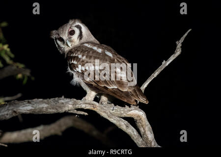 Riesiger Adler Eule im Baum gehockt. Stockfoto