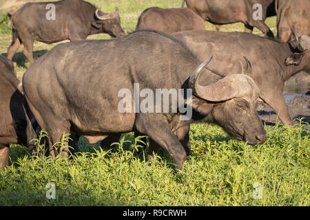 Herde der Afrikanischen Büffel. Stockfoto