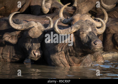 Herde der Afrikanischen Büffel Abkühlung im Wasserloch. Stockfoto