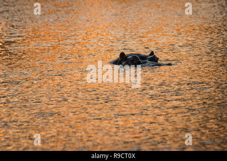 Einsame Flusspferd in Wasser Stockfoto