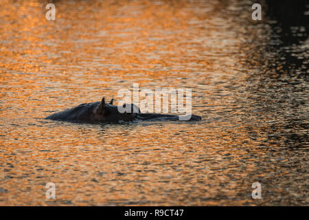 Einsame hippo bei Sonnenuntergang im Körper von Wasser. Stockfoto