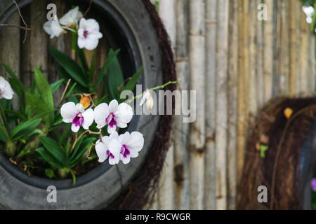 Die weiße Orchidee wurden in den Papierkorb reifen in den Garten gepflanzt. Reifen recycling Idee Konzept. Tag der Erde Hintergrund. Tag der Umwelt Hintergrund. Stockfoto