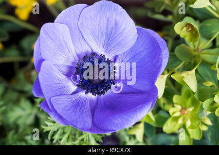 Nahaufnahme einer lila Anemone coronaria Stockfoto