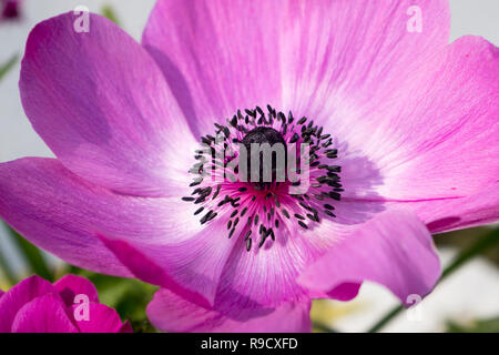 In der Nähe von einem schönen rosa Mohn Anemone (Anemone coronaria) Stockfoto