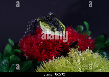 Frösche aus Kunststoff mit scharfen Haken sind auch künstliche Köder auf Raubfische geeignet Stockfoto