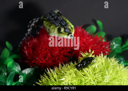 Frösche aus Kunststoff mit scharfen Haken sind auch künstliche Köder auf Raubfische geeignet Stockfoto