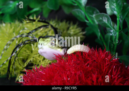 Frösche aus Kunststoff mit scharfen Haken sind auch künstliche Köder auf Raubfische geeignet Stockfoto