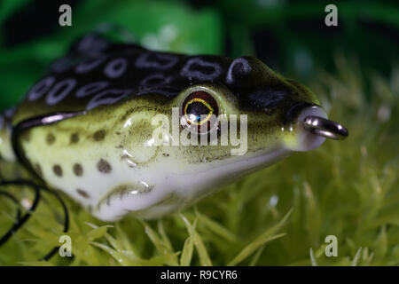 Frösche aus Kunststoff mit scharfen Haken sind auch künstliche Köder auf Raubfische geeignet Stockfoto