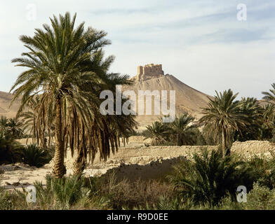 Syrien. Die Oase von Palmyra. Palm Grove und Ruinen des 'Qaalaat Ibn Mann (Festung im Hintergrund.) Foto vor dem syrischen Bürgerkrieg. Stockfoto