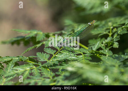 Gebänderte Demoiselle Frau; Calopteryx splendens Einzelnen weiblichen Surrey, Großbritannien Stockfoto