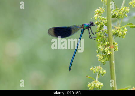 Gebänderte Demoiselle Frau; Calopteryx splendens Einzelne männliche Surrey, Großbritannien Stockfoto