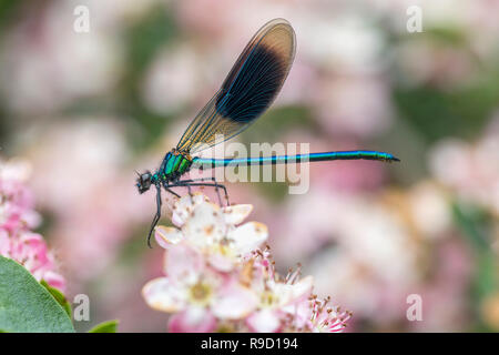 Gebänderte Demoiselle Frau; Calopteryx splendens Einzelne männliche Surrey, Großbritannien Stockfoto