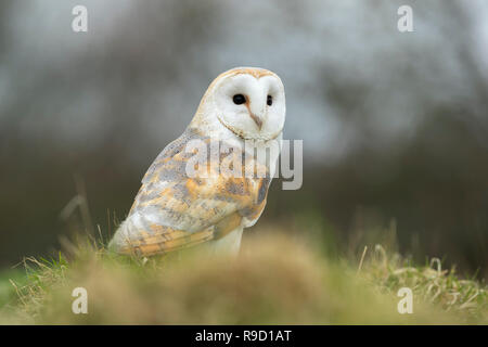 Schleiereule Tyto alba; einzelne Erwachsene auf dem Boden stehend Cornwall, UK Stockfoto