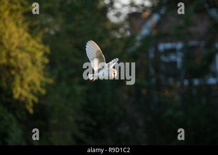 Schleiereule Tyto alba; Single im Flug GROSSBRITANNIEN Stockfoto
