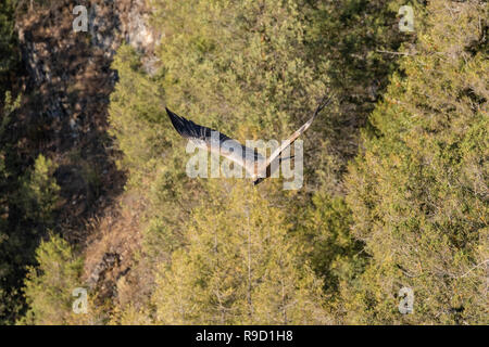 Gänsegeier fliegen in Hoces des Duratón, Sepúlveda, Spanien. Stockfoto