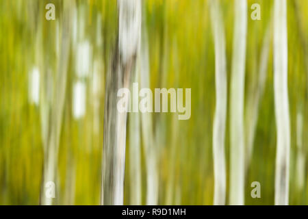 Birke - Abstrakt - Betula pendula - Cornwall - UK Stockfoto