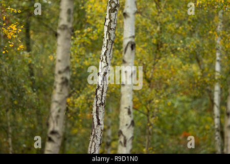 Silber Birke - Betula pendula - Bäume - Cornwall - UK Stockfoto