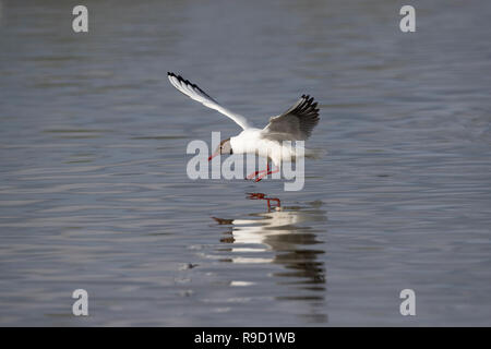 Schwarze Möwe geleitet; Chroicocephalus ridibundus Single im Flug Norfolk, Großbritannien Stockfoto