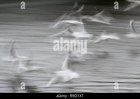 Schwarze Möwe geleitet; Chroicocephalus ridibundus Herde im Flug Cornwall, UK Stockfoto