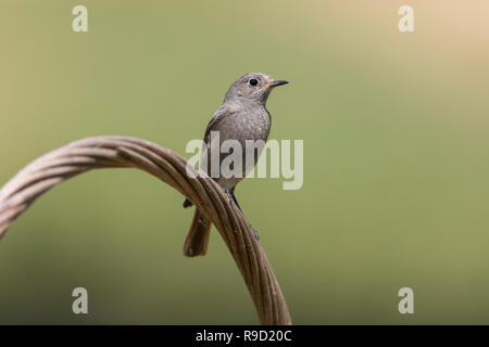 Schwarz; Redstart Phoenicurus ochruros Single auf Warenkorb Ungarn Stockfoto