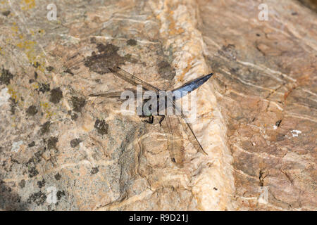 Schwarz Tailed Skimmer Dragonfly; Orthetrum Cancellatum Einzelne männliche auf Rock Cornwall, UK Stockfoto