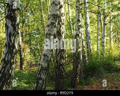 Silver Birch Baumstämme im Wald bei Barlow gemeinsame Naturschutzgebiet, Yorkshire, England Stockfoto