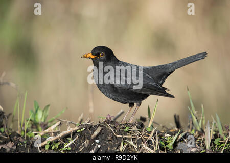 Amsel, Turdus merula Einzelne männliche; Schwanz bis Cornwall, UK Stockfoto