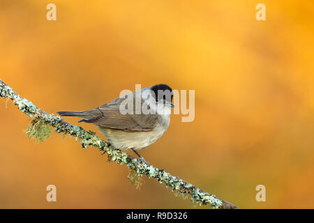 Mönchsgrasmücke; Sylvia atricapilla Einzelne männliche Cornwall, UK Stockfoto