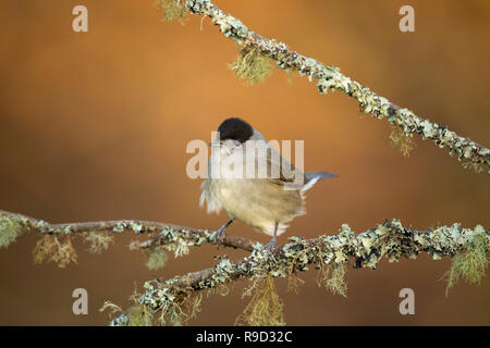 Mönchsgrasmücke; Sylvia atricapilla Einzelne männliche Cornwall, UK Stockfoto