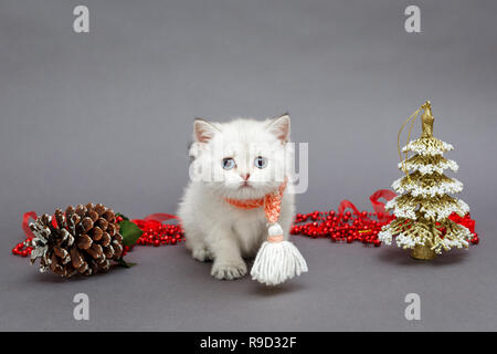 Weiße britische Kätzchen in roten Schal und Weihnachten Spielzeug Stockfoto