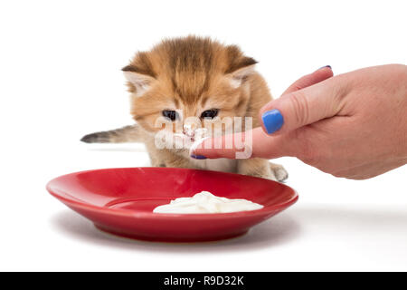 Kleine kitty frisst die Creme von seinem Finger, isoliert auf weißem Stockfoto