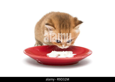 Kleines Kätzchen essen saure Sahne in eine Schüssel geben, isoliert auf weißem Stockfoto