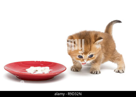 Kleines Kätzchen essen saure Sahne in eine Schüssel geben, isoliert auf weißem Stockfoto