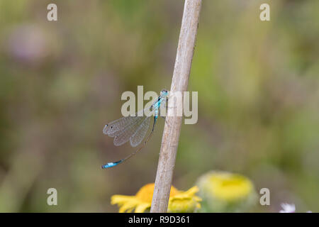 Blue Tailed Damselfly; Ischnura elegans Cornwall, UK Stockfoto