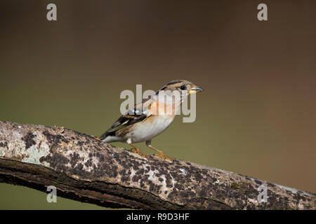 Bergfink, Fringilla montifringilla Einzelnen weiblichen Cornwall, UK Stockfoto