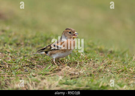 Bergfink, Fringilla montifringilla Einzelnen weiblichen Cornwall, UK Stockfoto