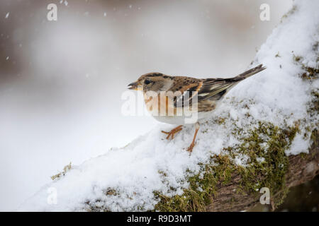 Bergfink, Fringilla montifringilla Einzelnen Weiblichen im Schnee Cornwall, UK Stockfoto