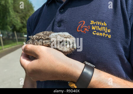 Steinkauz, Athene noctua Single; Junge mit Handler britischen Wildlife Center, Surrey, Großbritannien Stockfoto