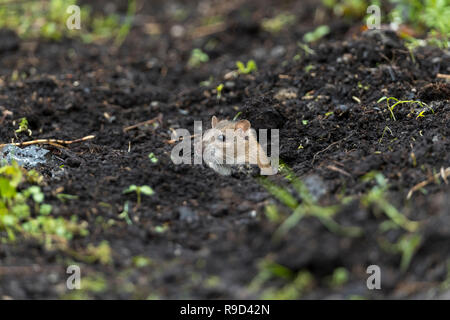 Braune Ratte; Rattus norvegicus Single im Boden Cornwall, UK Stockfoto