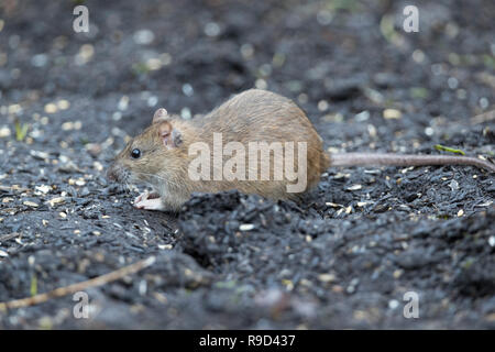 Braune Ratte; Rattus norvegicus Single; Essen Samen Cornwall, UK Stockfoto