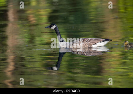 Kanadagans, Branta canadensis Zwei; Erwachsene und Chick Cornwall, UK Stockfoto