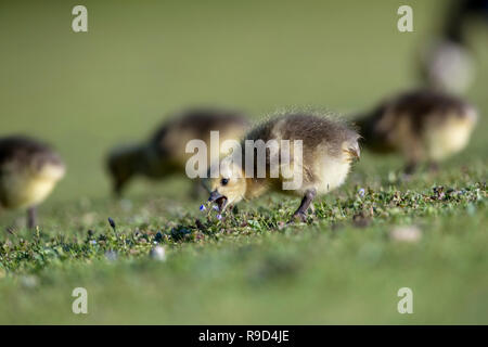 Kanadagans, Branta canadensis Vier Gänschen Cornwall, UK Stockfoto