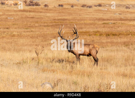 Colorado Rocky Mountain Elk Stockfoto